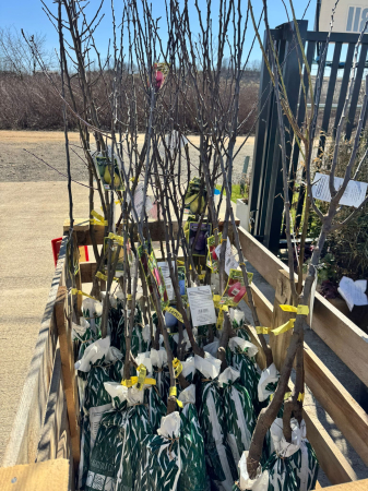 Arbori și arbuști - Pomi fructiferi România, diferite soiuri