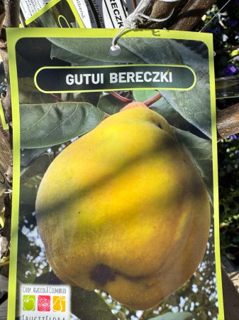 Pomi fructiferi România, diferite soiuri [7]