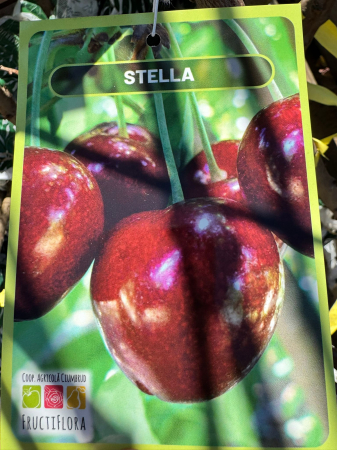 Pomi fructiferi România, diferite soiuri [8]