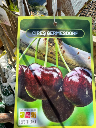 Pomi fructiferi România, diferite soiuri [13]