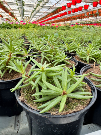 Plante Anuale - Portulaca Happy Hour Mix P10