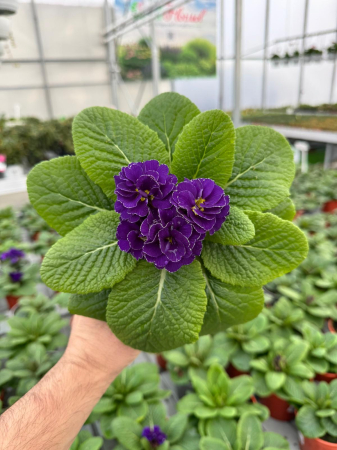 Primula hethor petticoat double blue – c1.5 [1]