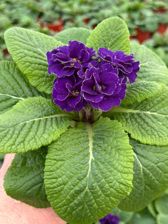 Primula hethor petticoat double blue – c1.5 [2]