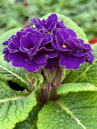 Primula hethor petticoat double blue – c1.5 [3]