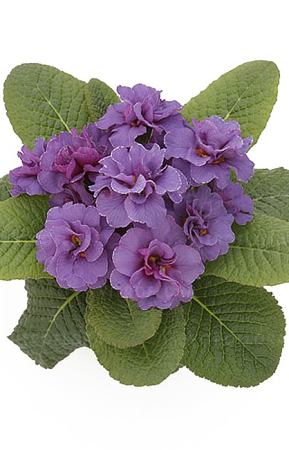 Plante Perene - Primula hethor petticoat double blue – c1.5