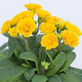 Primula pollyanna gold – C1.5 [2]