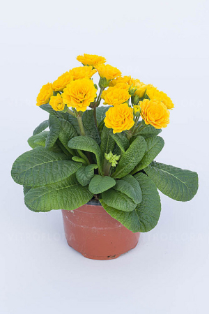 Plante Perene - Primula pollyanna gold – C1.5