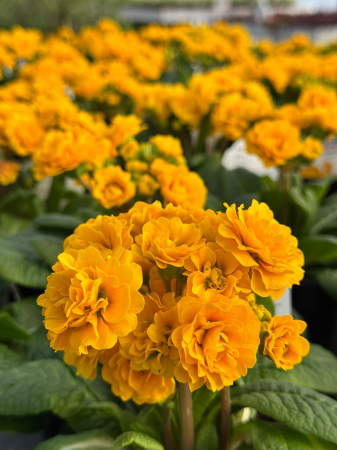 Primula pollyanna gold – C1.5 [4]