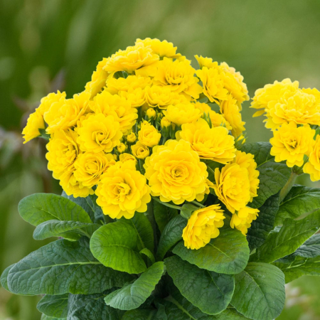 Primula pollyanna gold – C1.5 [1]
