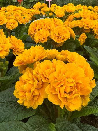 Primula pollyanna gold – C1.5 [3]