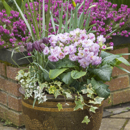 PRIMULA PRETTY POLLY SOFT PINK – P1.5 [1]