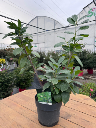 Arbori și arbuști - Prunus laurocerasus ‘Novita’