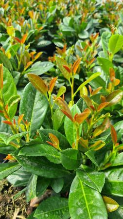 Prunus laurocerasus Bonaparte – C3 [3]