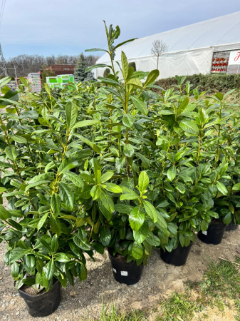 Arbori și arbuști - Prunus laurocerasus ‘Novita’