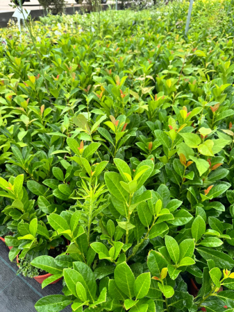 Prunus laurocerasus 'Novita' C1.5, arbust veșnic verde [2]
