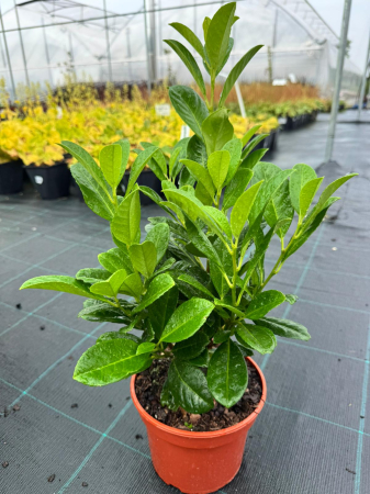 Arbori și arbuști - Prunus laurocerasus 'Novita' C1.5, arbust veșnic verde