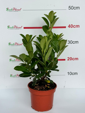 Prunus laurocerasus 'Novita' C1.5, arbust veșnic verde [1]