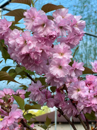 Arbori - Prunus serrulata ‘Kanzan’