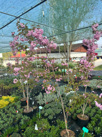 Prunus serrulata ‘Kanzan’ [1]