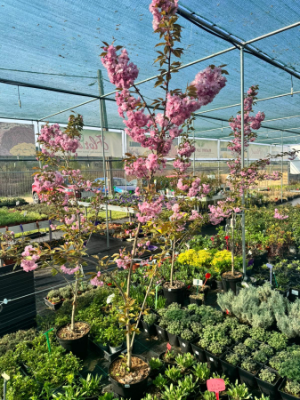 Prunus serrulata ‘Kanzan’ [2]