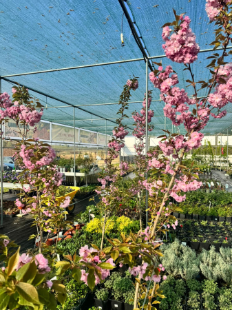 Prunus serrulata ‘Kanzan’ [3]