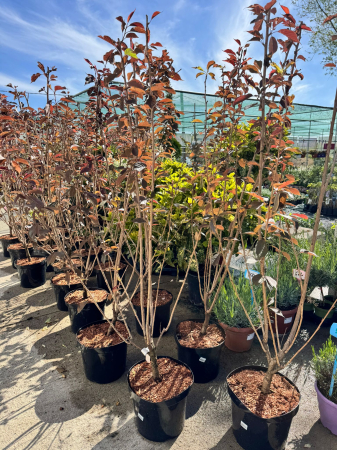 Arbori și arbuști - Prunus serrulata ‘Royal Burgundy’