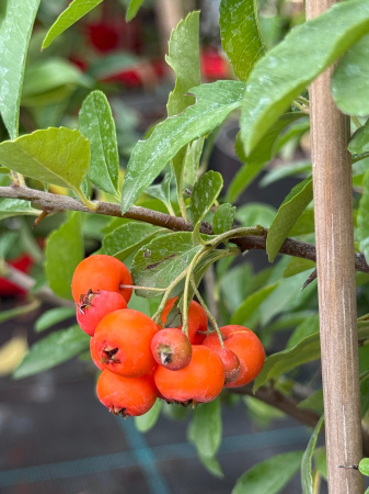 Pyracantha Orange Charmer [2]