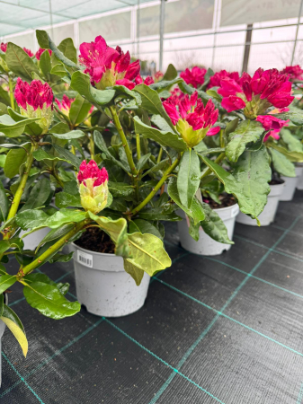 Rhododendron în ghiveci de 1,5 L, înălțime 15–20 cm