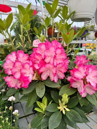 Rhododendron 50–60 cm în ghiveci 5L (XXL)