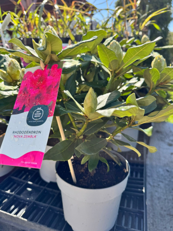 Rhododendron în ghiveci de 1,5 L, înălțime 15–20 cm [2]
