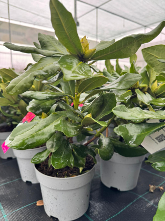 Rhododendron în ghiveci de 2 L, înălțime 30–35 cm [0]