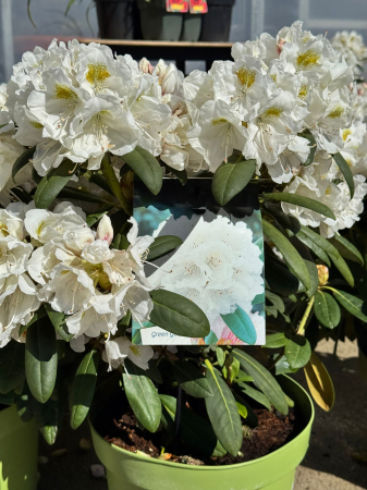 Plante Perene - Rhododendron ‘Porzellan’