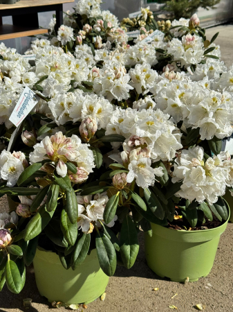 Rhododendron ‘Porzellan’ [1]