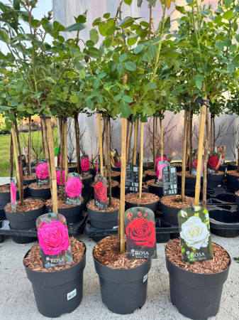 Rosa Stam 19 cm Mixkar