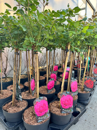 Rosa Stam 19 cm Mixkar [1]