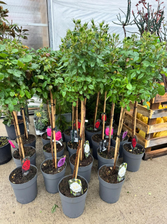 Plante Perene - Rosa Stam în ghiveci de 23 cm