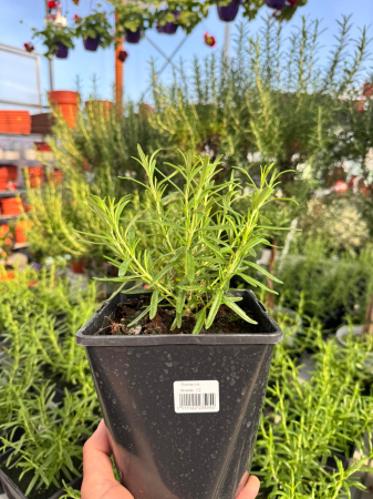 Plante Perene - Rosmarinus Abraxas, plantă aromatică decorativă, ghiveci C2