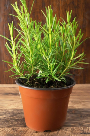 Plante aromatice - Rosmarinus Mix 15 cm