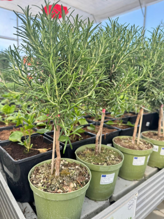 Plante Perene - Rozmarin Stam (Rosmarinus officinalis) 14 cm