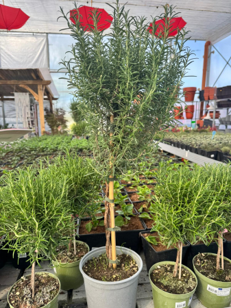 Plante Perene - Rozmarin (Rosmarinus officinalis) 18 cm