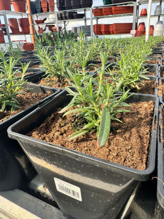 Plante Perene - Rosmarinus ‘Upright Blue’ C2