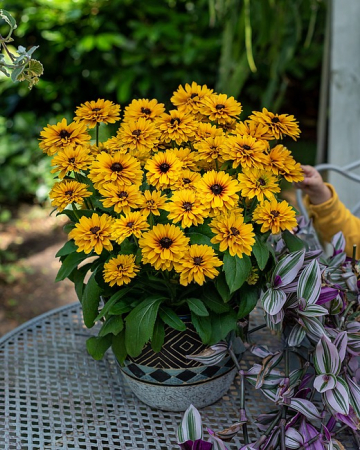 Rudbeckia Littlebeckia Ballerina [1]