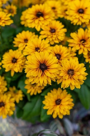 Plante decorative prin floare - Rudbeckia Littlebeckia Ballerina