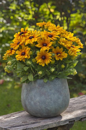 Plante decorative prin floare - Rudbeckia Sunbeckia 'Carolina' C2, plantă perenă ornamentală