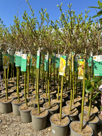 Arbori și arbuști - Salix ‘Hakuro Nishiki’ 110 C3