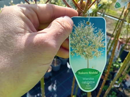 Salix Hakuro Nishiki 120 cm [2]
