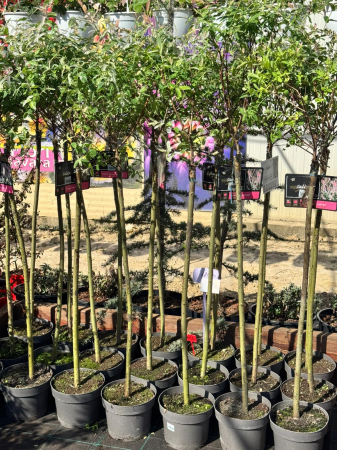 Arbuști - Salix integra ‘Hakuro-Nishiki’ în ghiveci C3