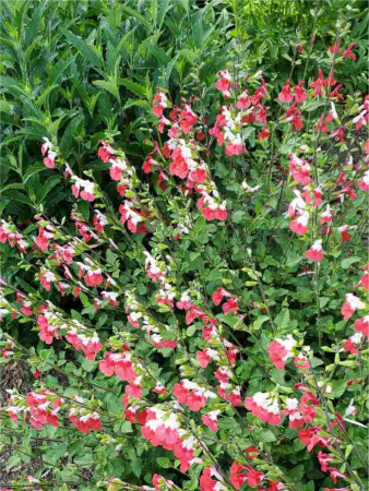 Salvia Hot Lips [1]