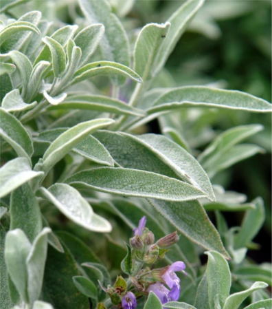 Plante aromatice - Salvia Nazareth - C2, plantă perenă aromatică și ornamentală