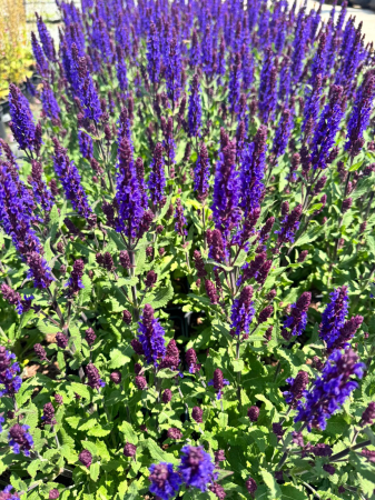 Plante Perene - Salvia Noche - C2 este o plantă perenă ornamentală